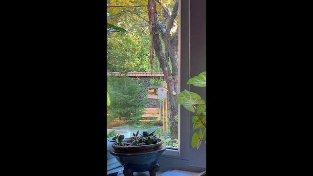 פצחן - ML646341322