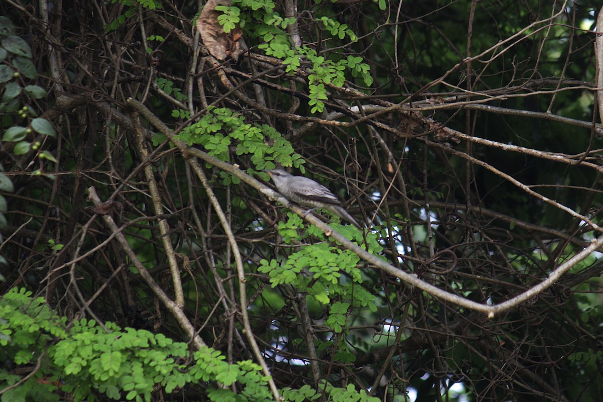 Black-headed Cuckooshrike - ML646341336