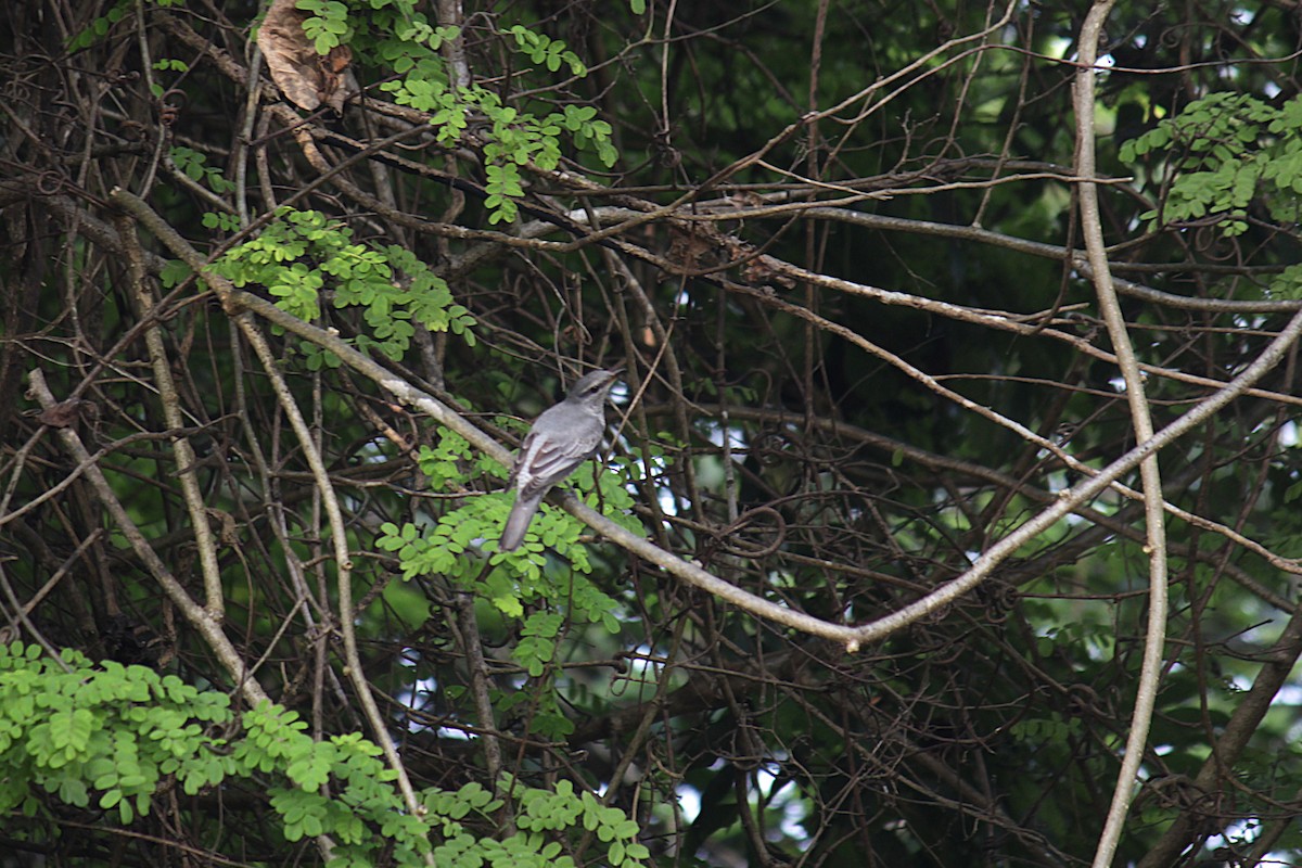Black-headed Cuckooshrike - ML646341337