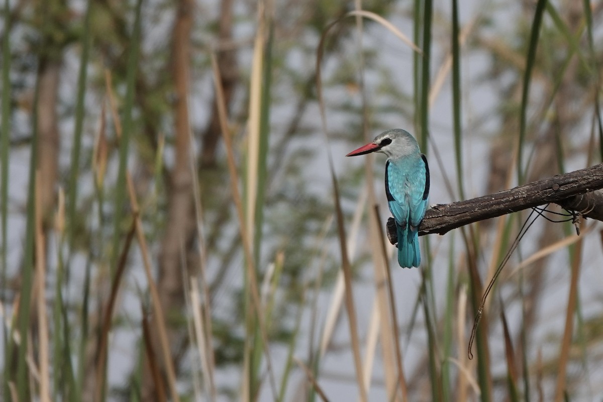 Woodland Kingfisher - ML646341338