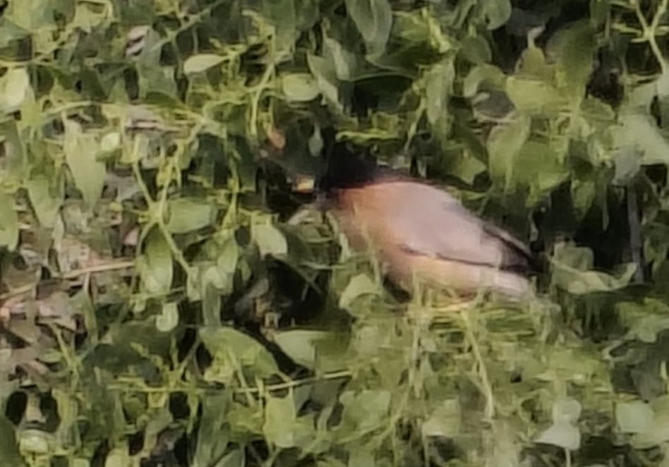 Brahminy Starling - ML646341343