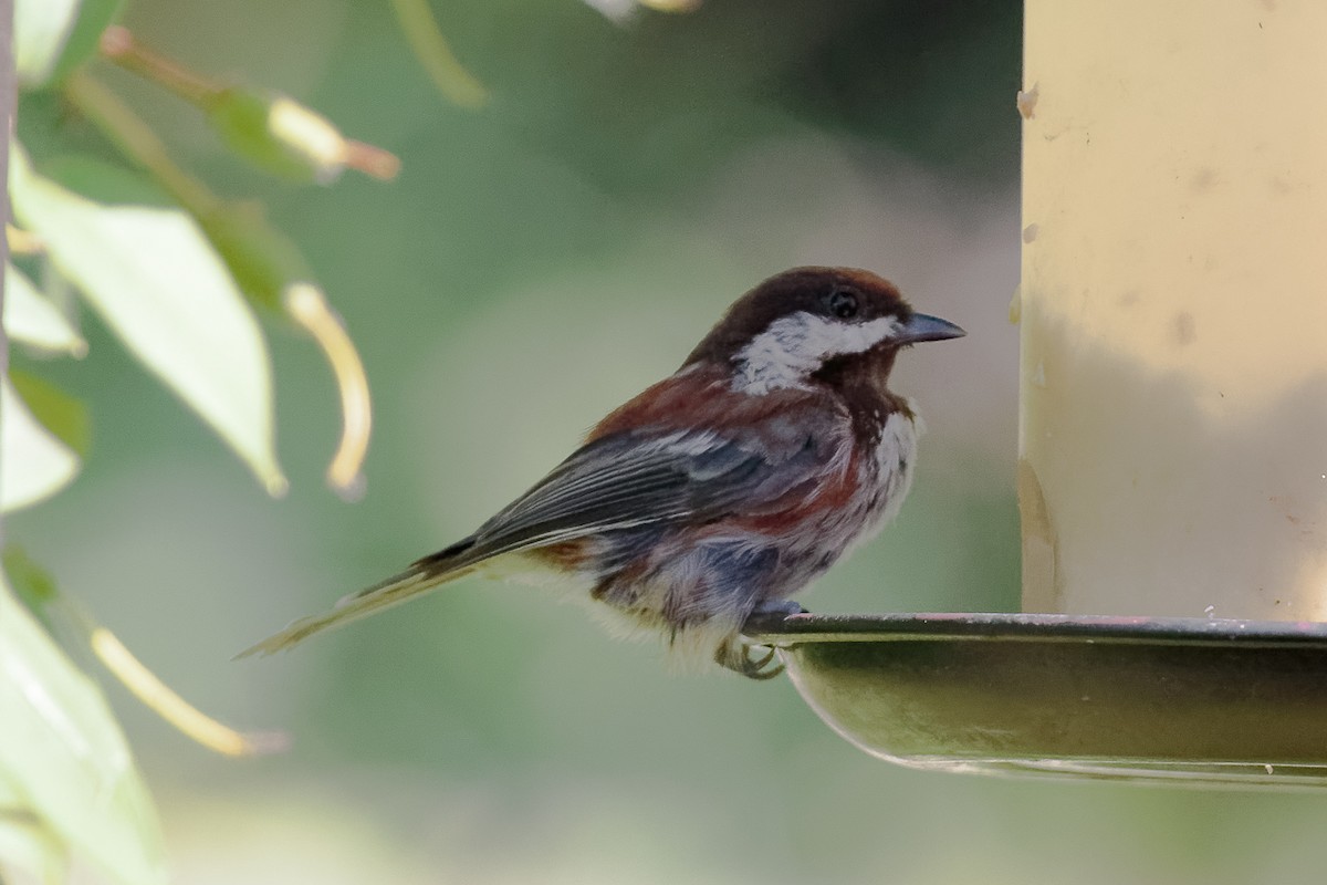 Chestnut-backed Chickadee - ML646341344