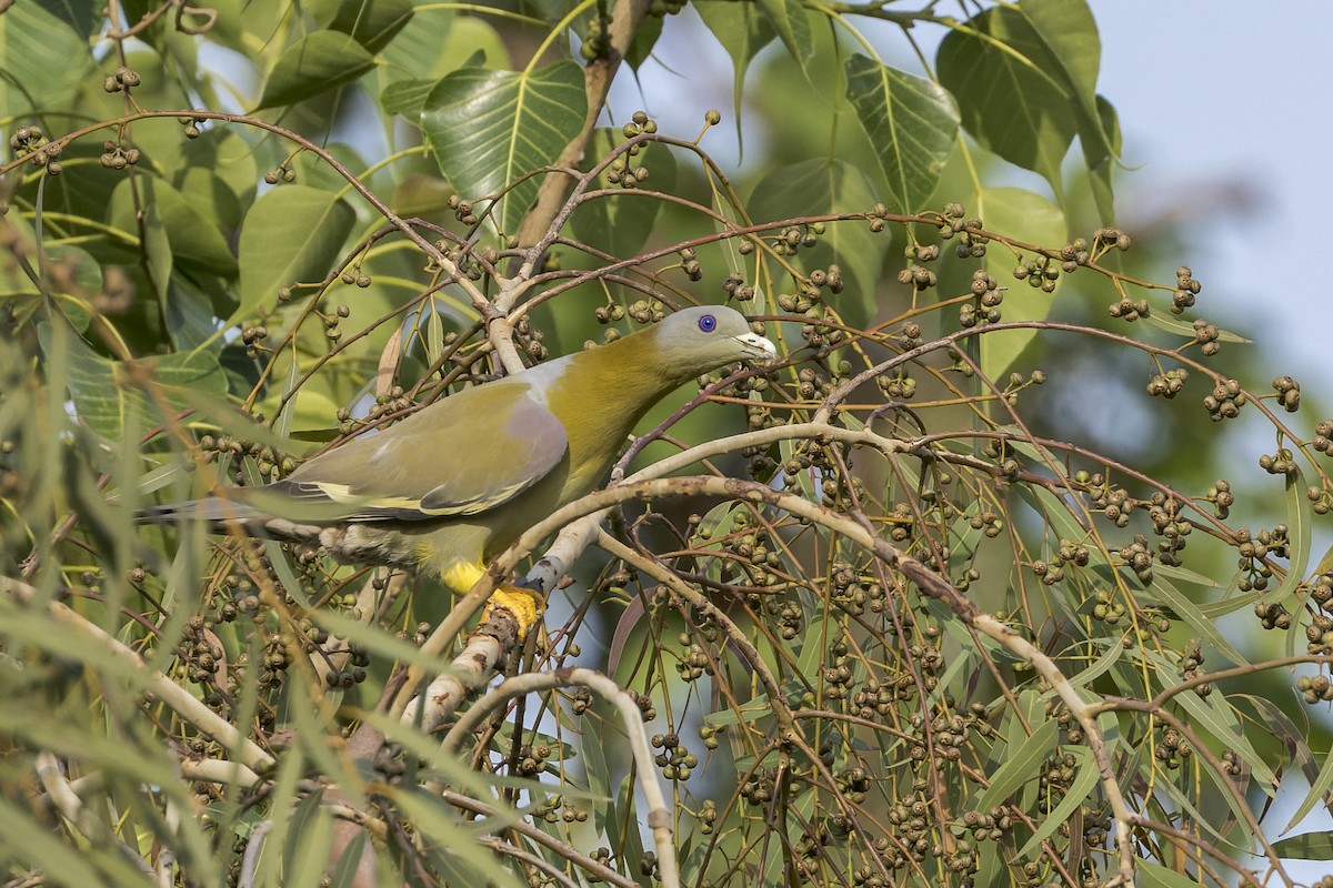 Yellow-footed Green-Pigeon - ML646341345