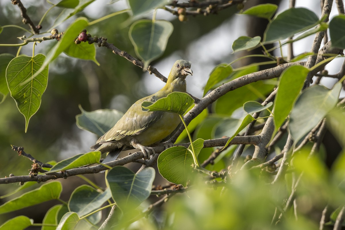 Yellow-footed Green-Pigeon - ML646341346