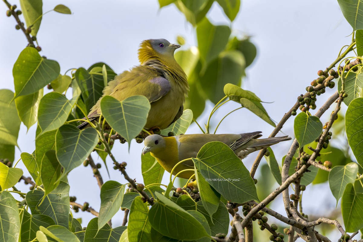 Yellow-footed Green-Pigeon - ML646341347
