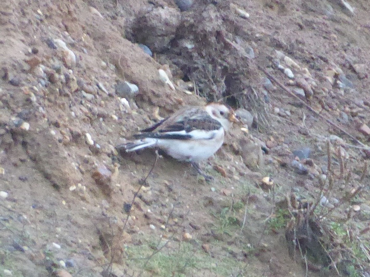 Snow Bunting - ML646341349