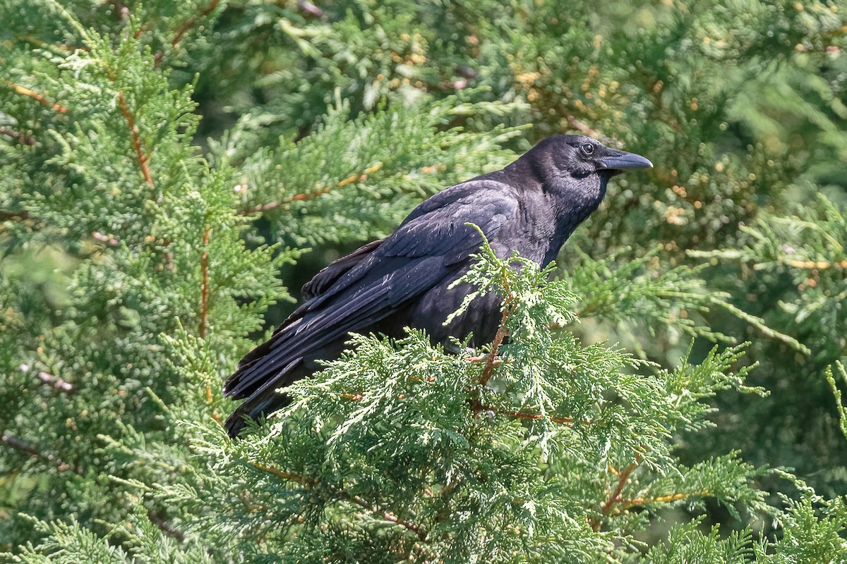 American Crow - ML646341350