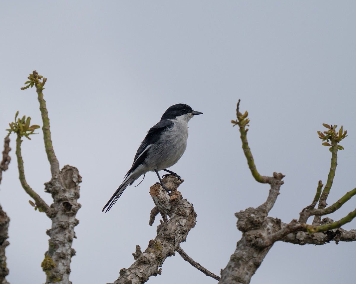 Fiscal Flycatcher - ML646341353