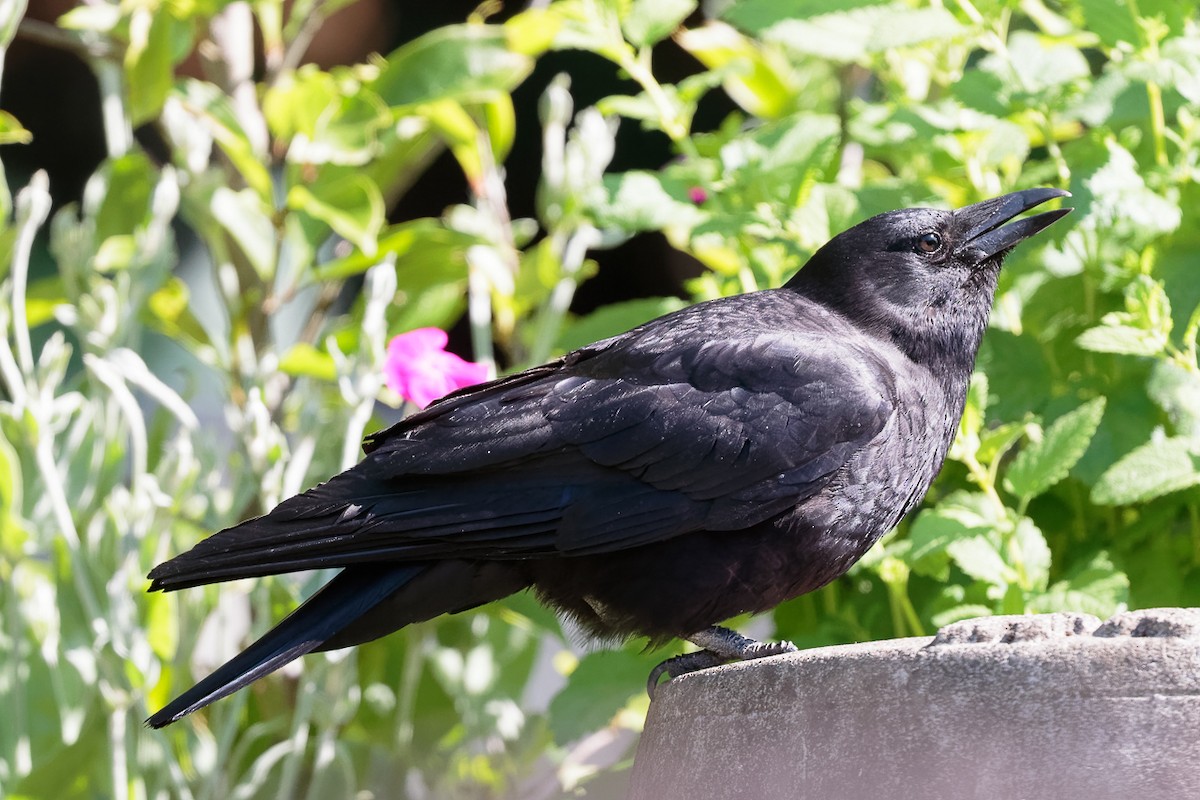 American Crow - ML646341356