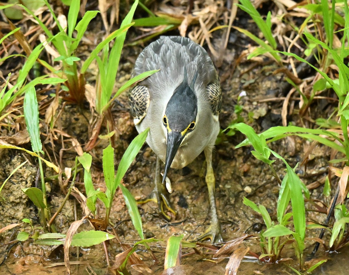 Little Heron - ML646341361