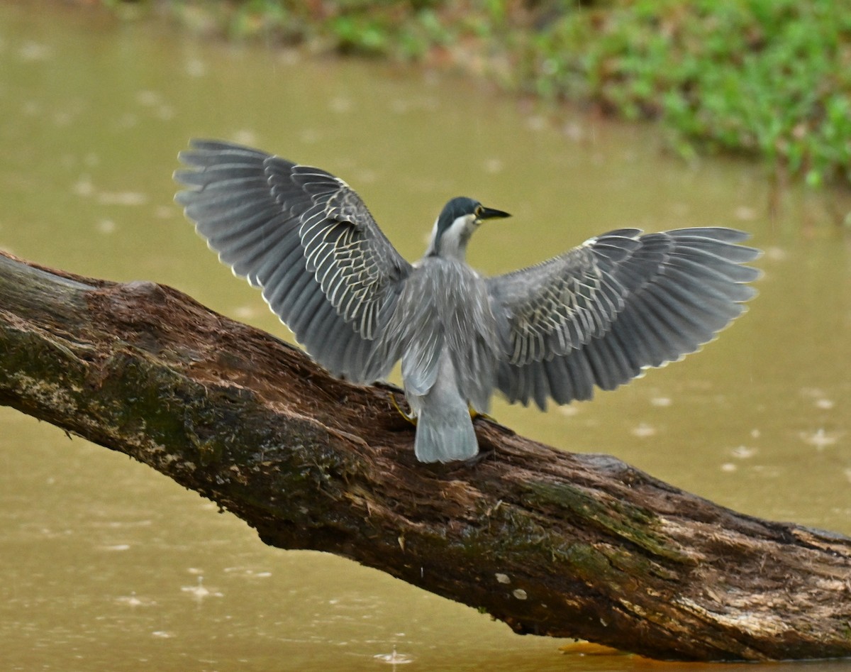 Little Heron - ML646341362