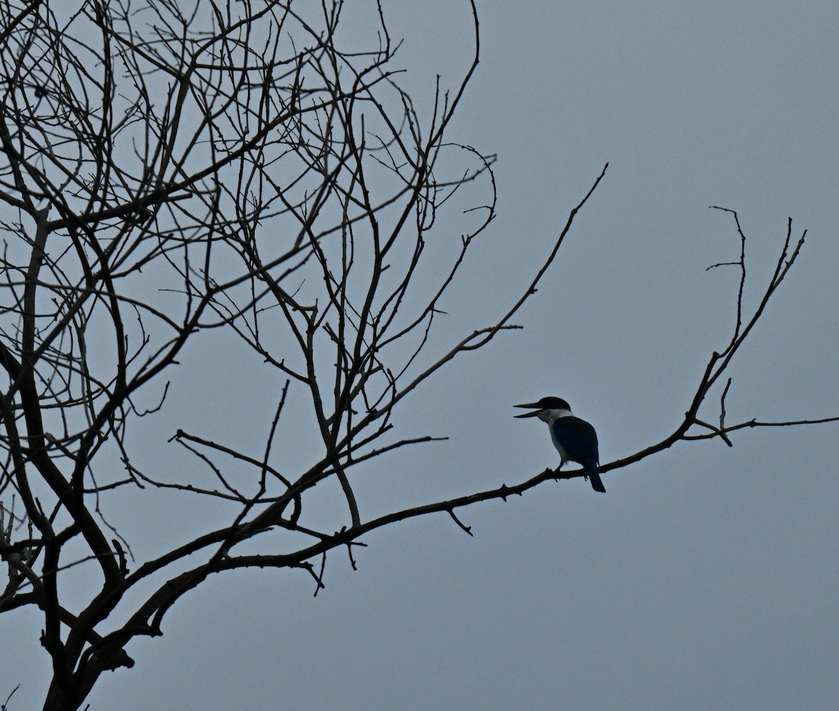 Collared Kingfisher - ML646341363