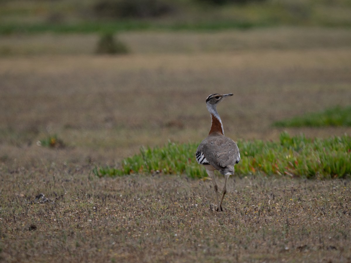 Denham's Bustard - ML646341364