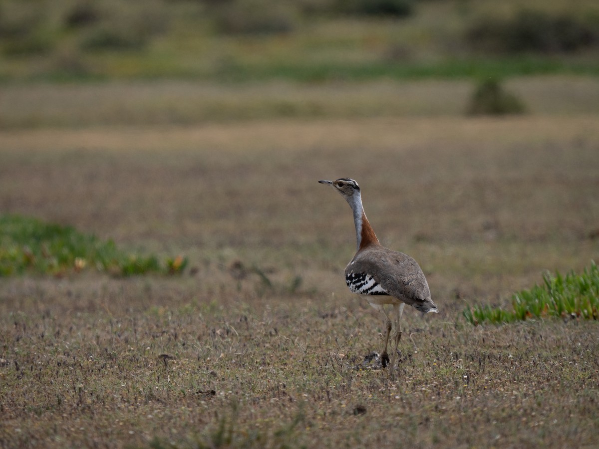 Denham's Bustard - ML646341365