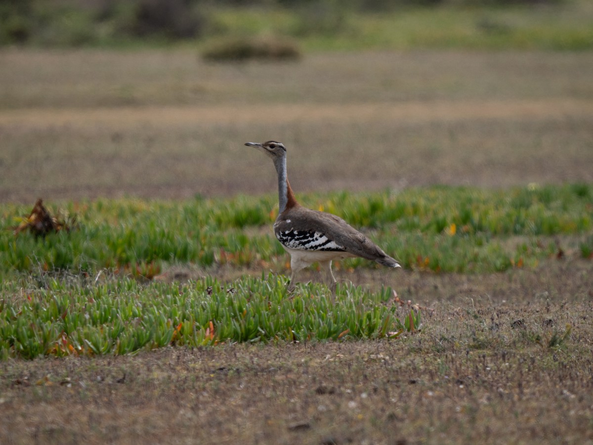 Denham's Bustard - ML646341366