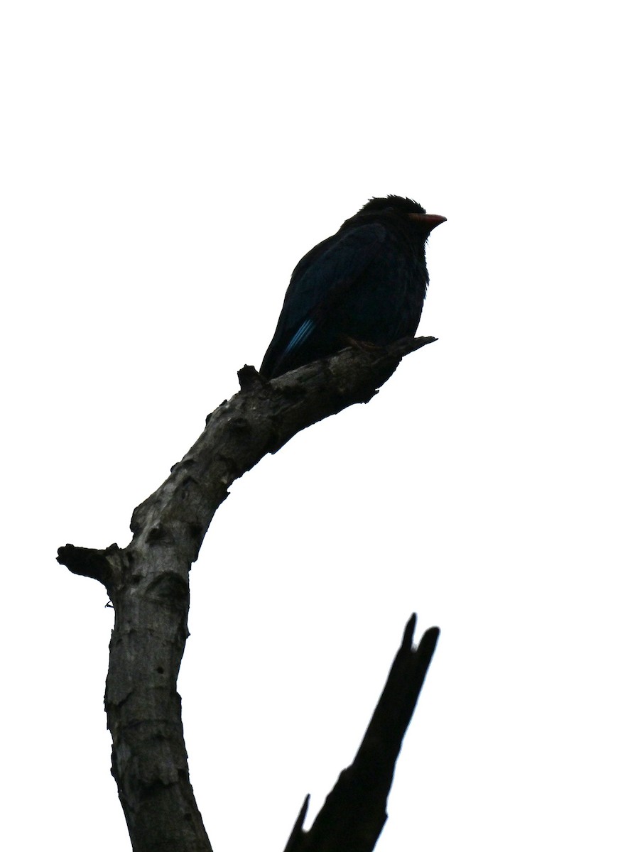 Dollarbird - ML646341367