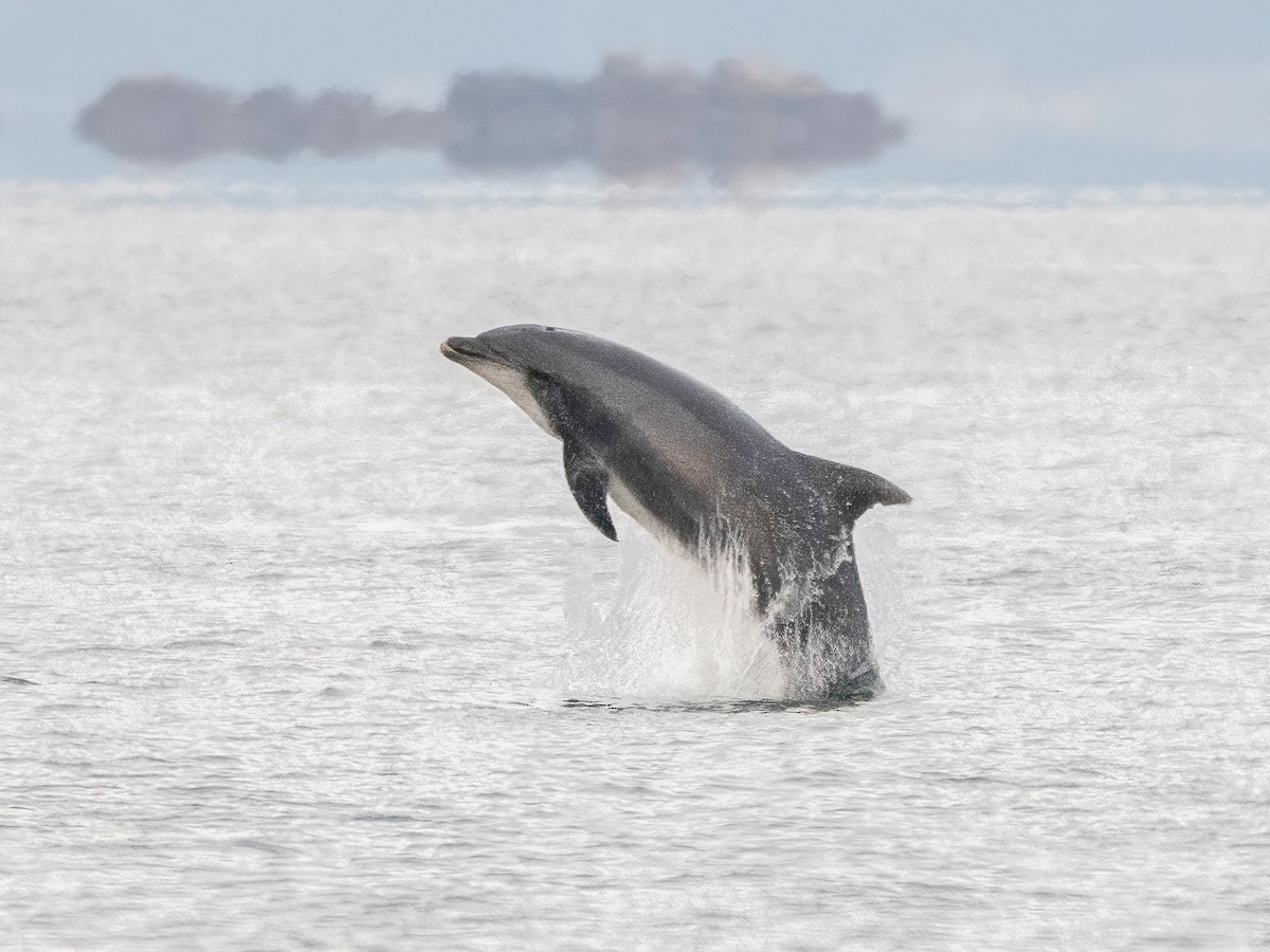 Common Bottlenose Dolphin - ML646341368