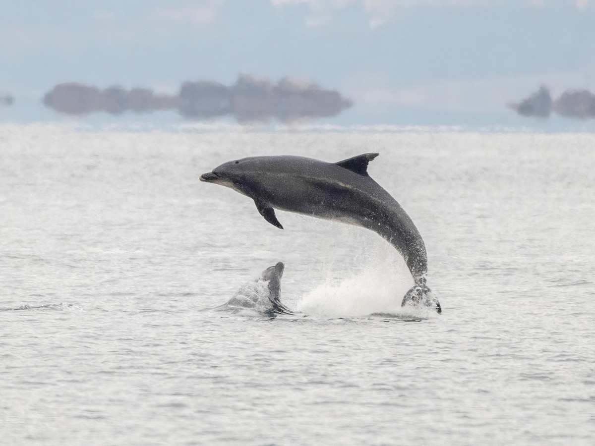 Common Bottlenose Dolphin - ML646341369