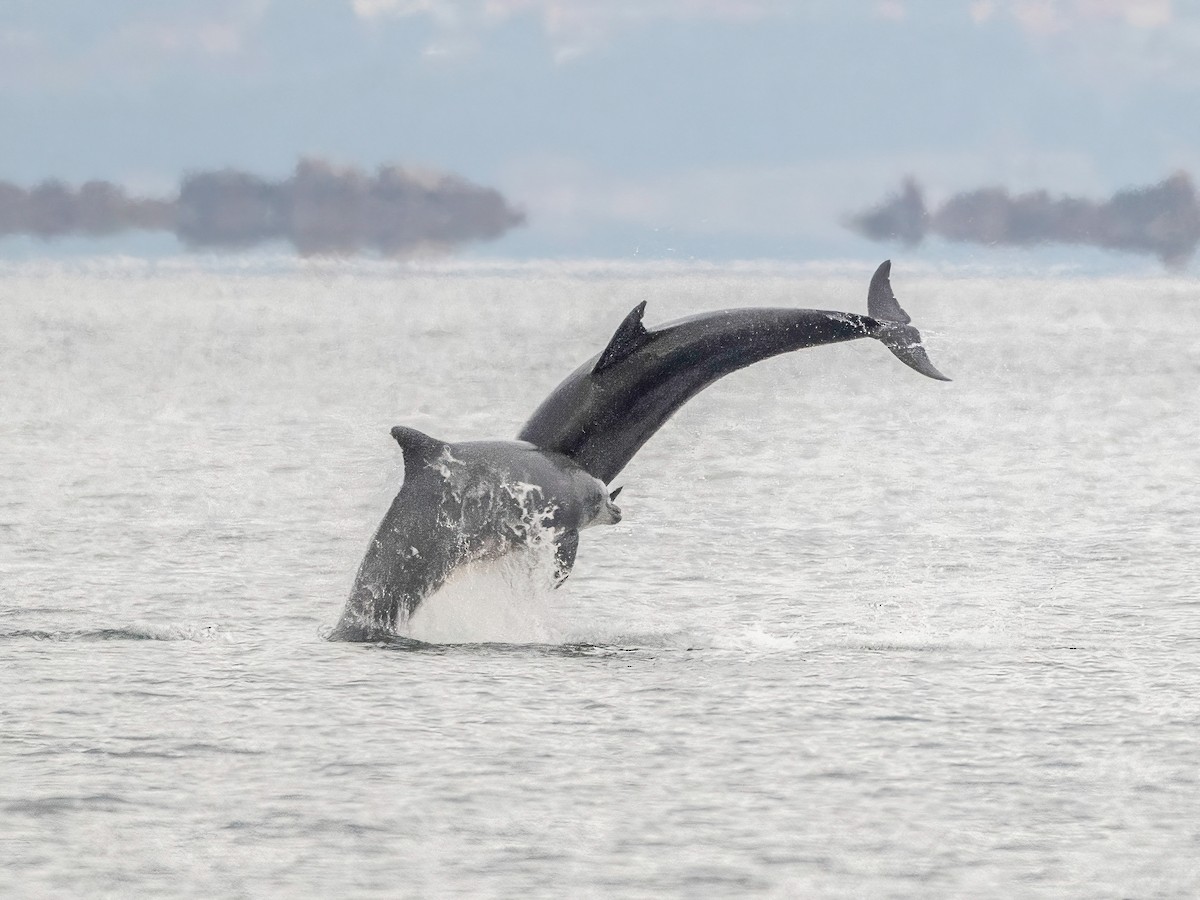 Common Bottlenose Dolphin - ML646341370