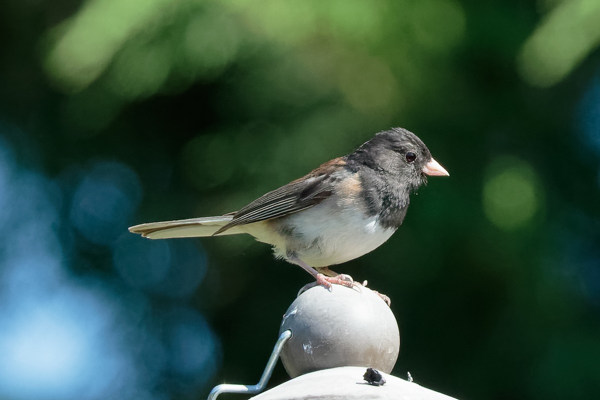 Dark-eyed Junco - ML646341371