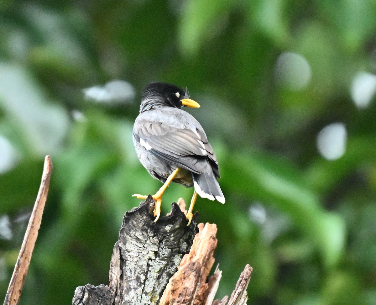 Javan Myna - ML646341372
