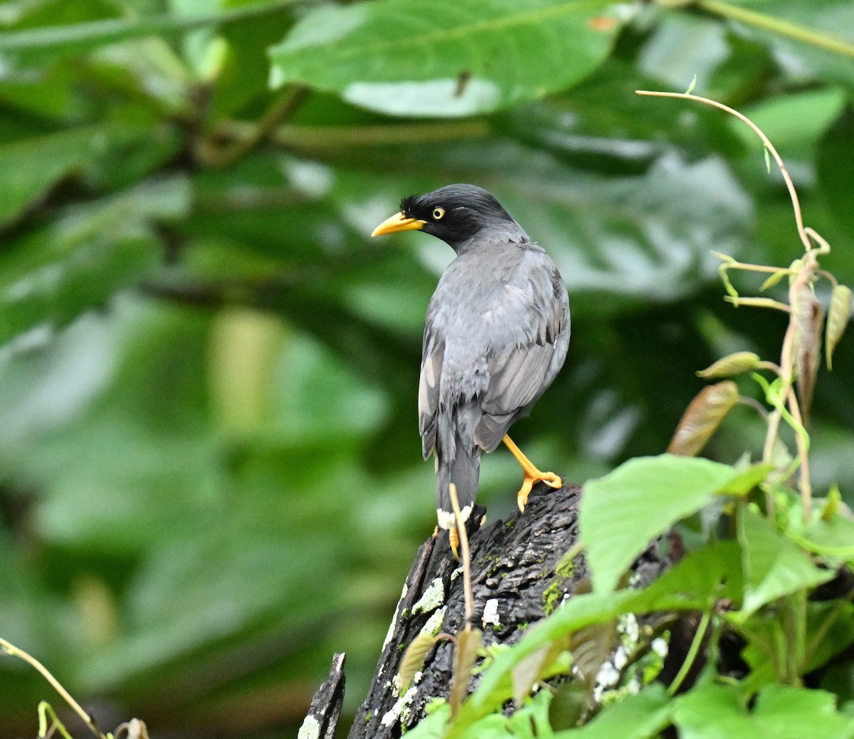 Javan Myna - ML646341373