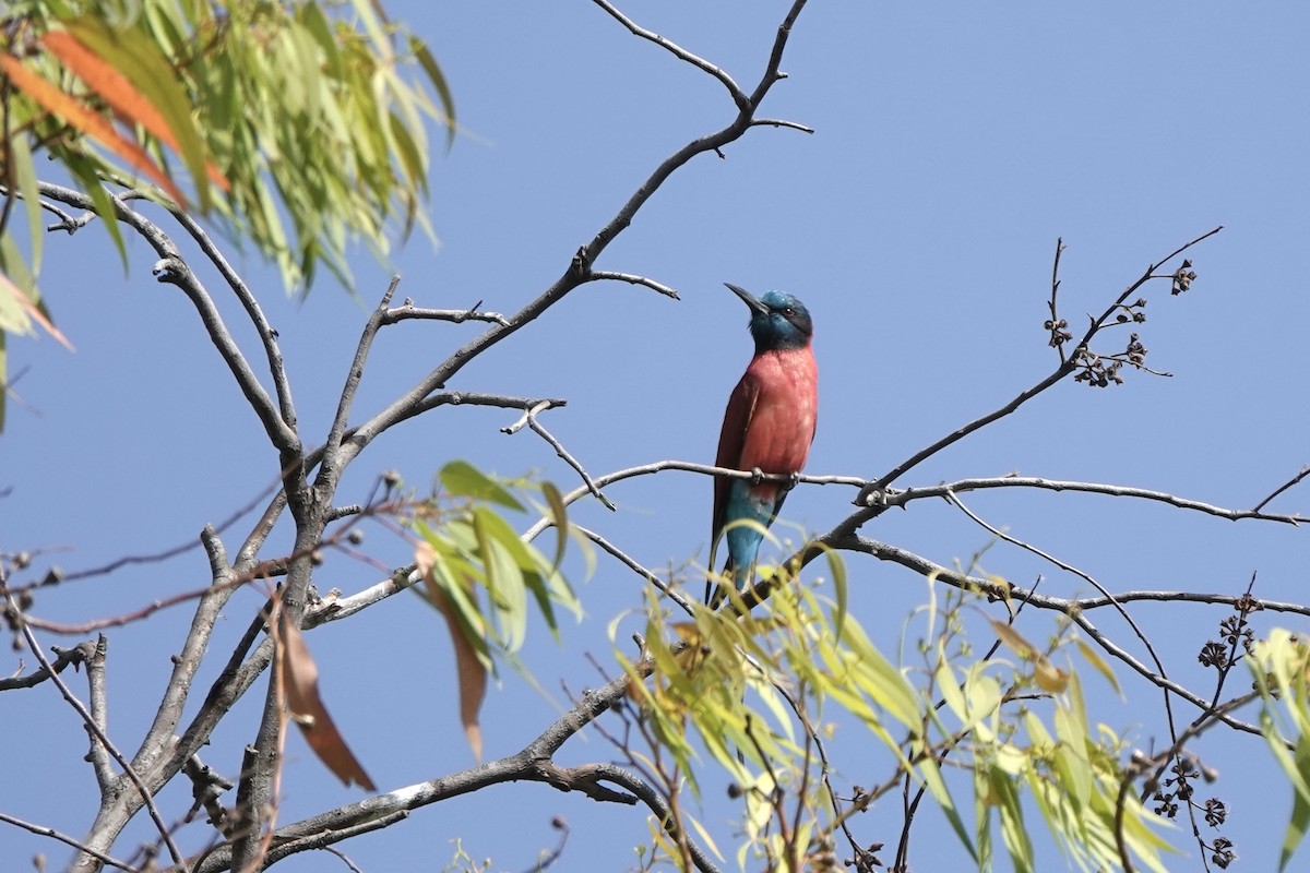 Northern Carmine Bee-eater - ML646341374