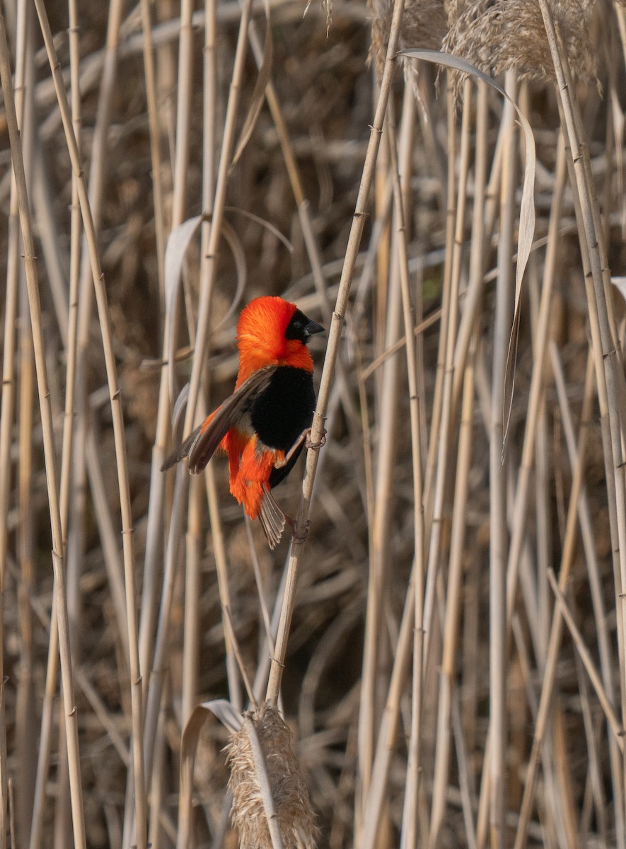 Southern Red Bishop - ML646341375