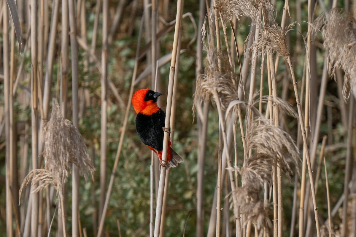 Southern Red Bishop - ML646341376