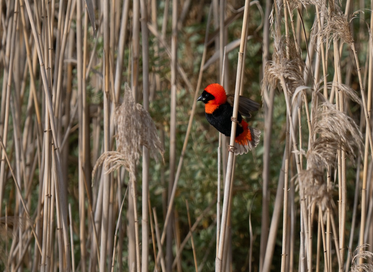 Southern Red Bishop - ML646341377