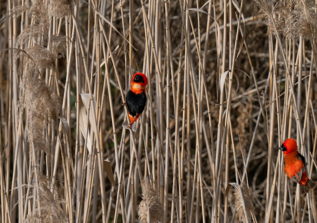 Southern Red Bishop - ML646341378