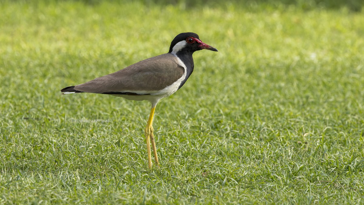 Red-wattled Lapwing - ML646341379