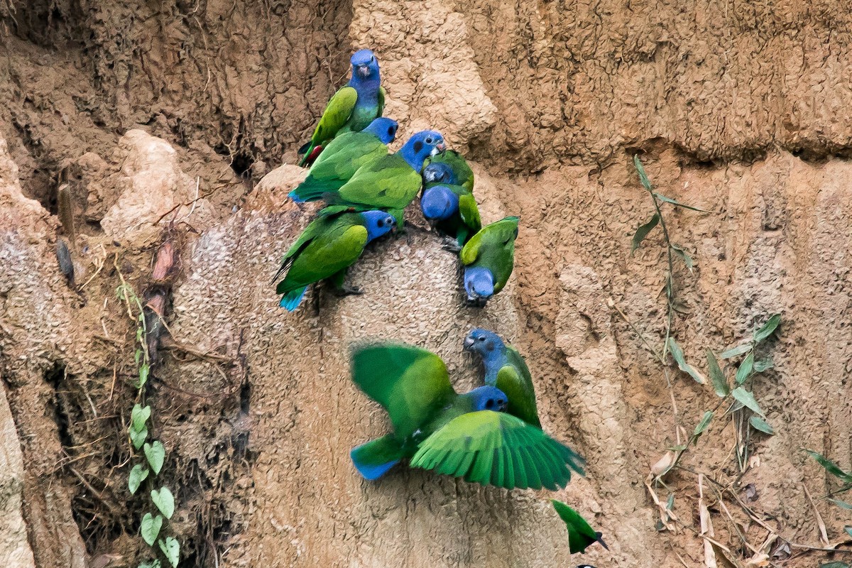 Blue-headed Parrot - ML646341381