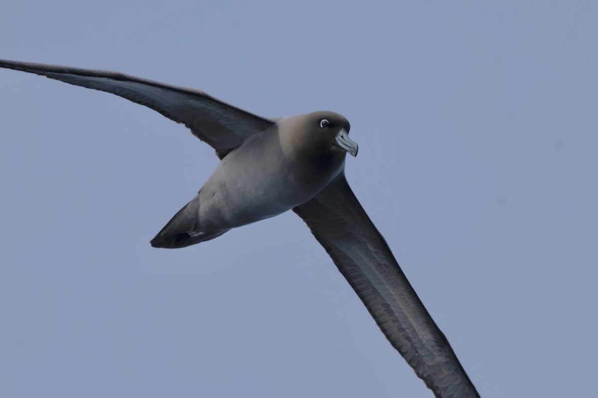 Light-mantled Albatross - ML646341382