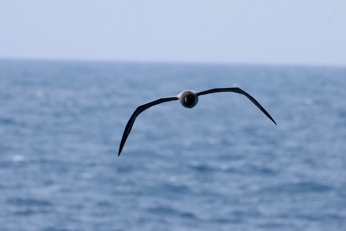 Light-mantled Albatross - ML646341383