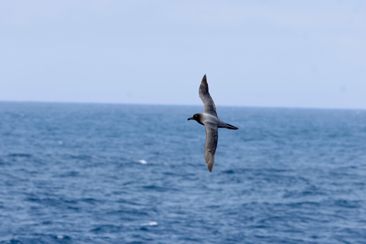 Light-mantled Albatross - ML646341384
