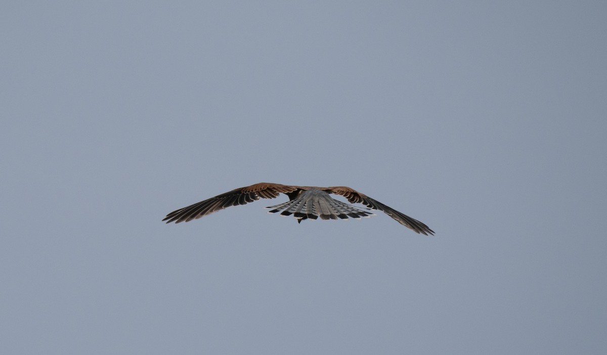 Rock Kestrel - ML646341386