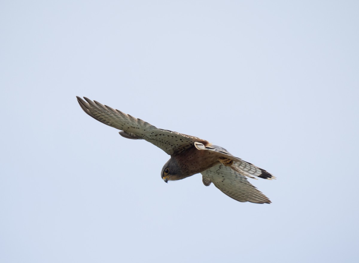 Rock Kestrel - ML646341387