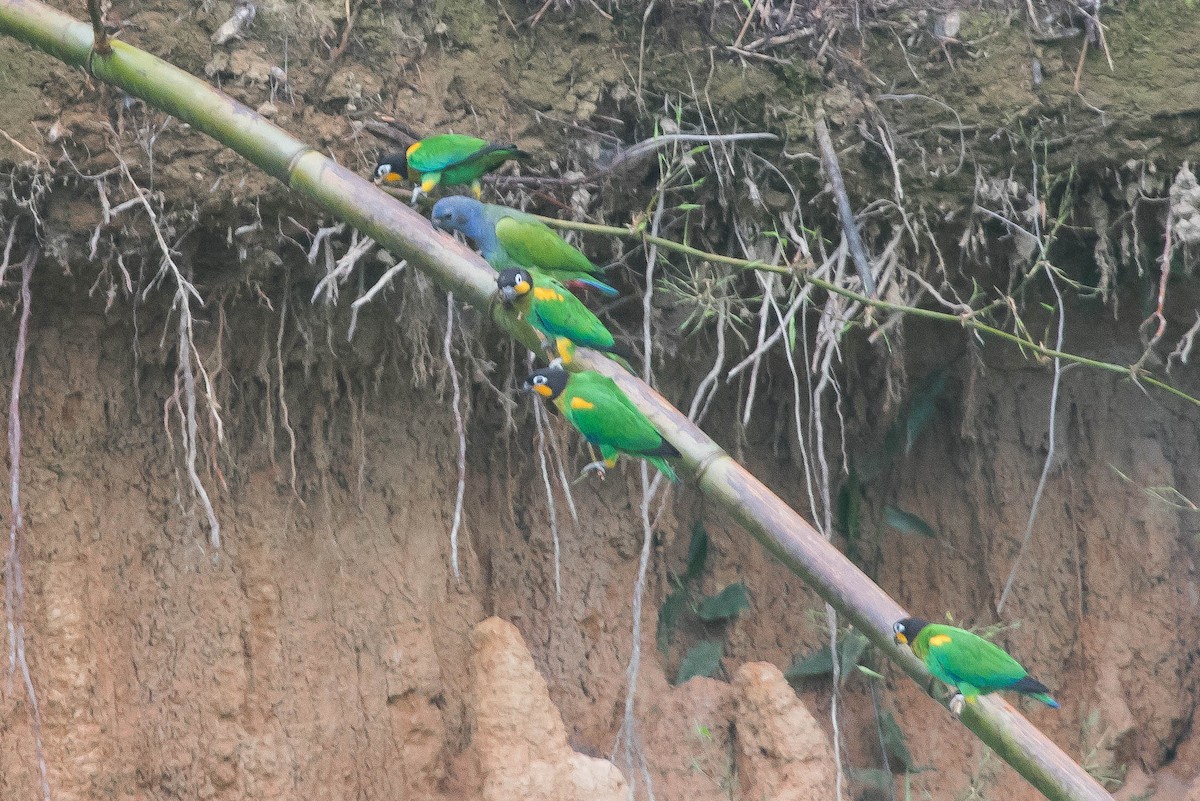 Orange-cheeked Parrot - ML646341389