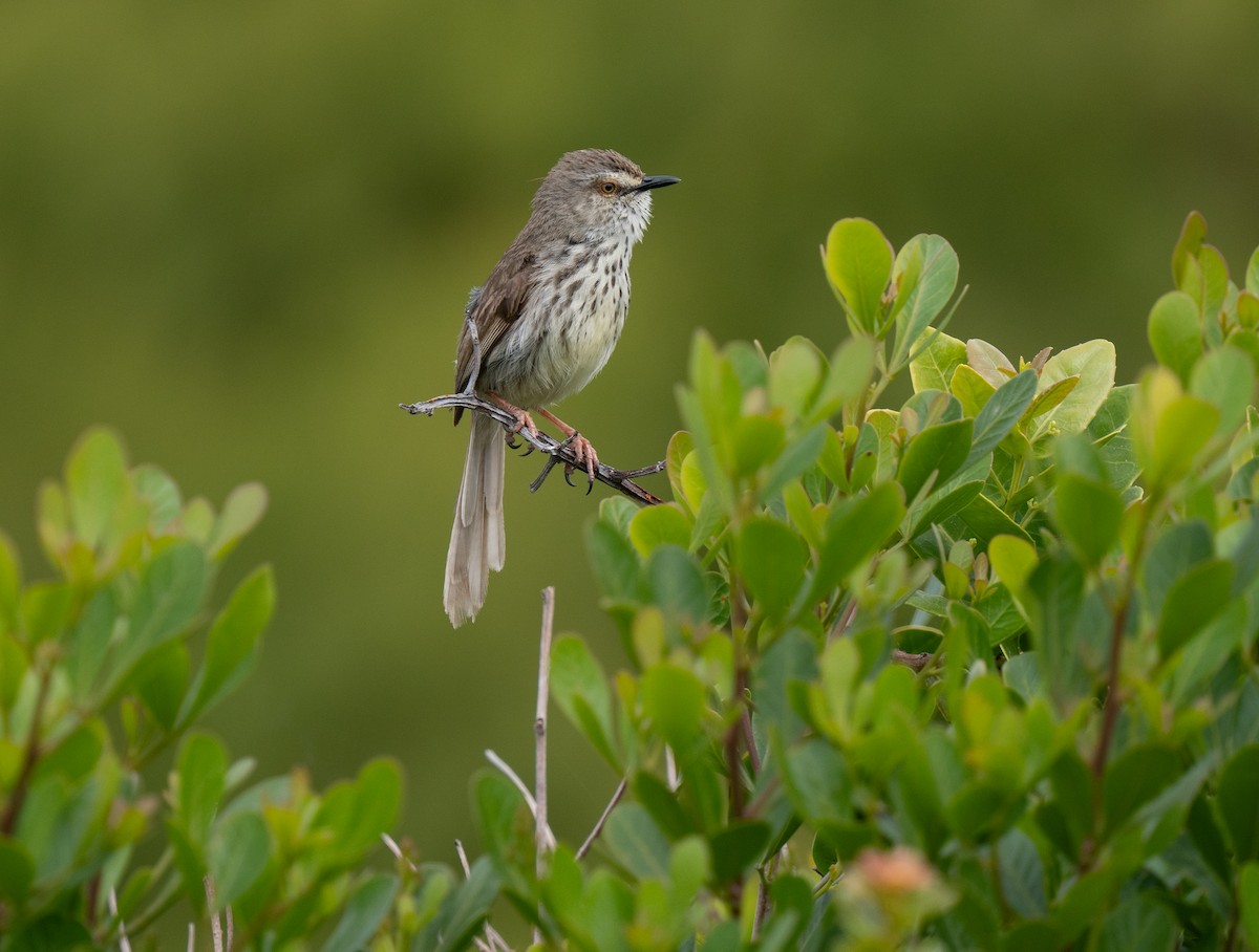 Karoo Prinia - ML646341391