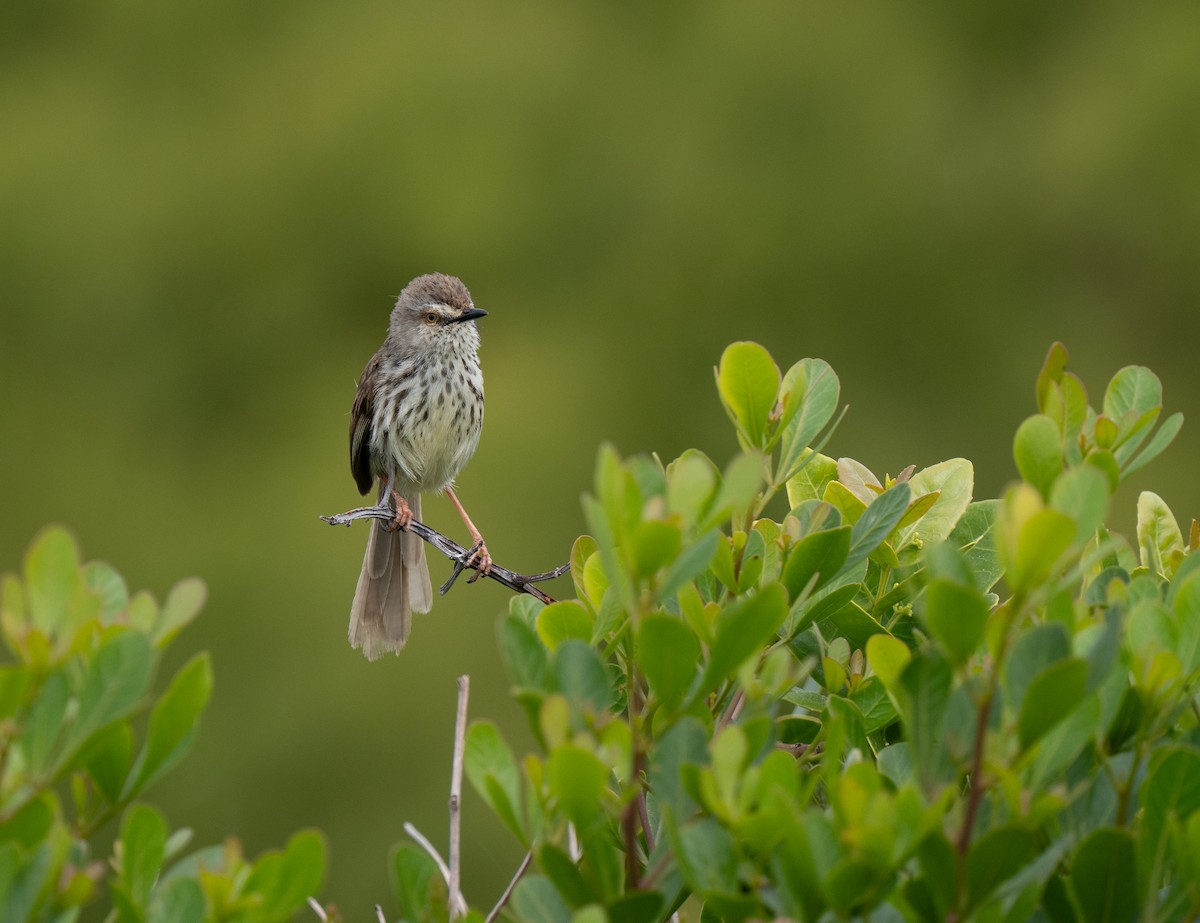 Karoo Prinia - ML646341392