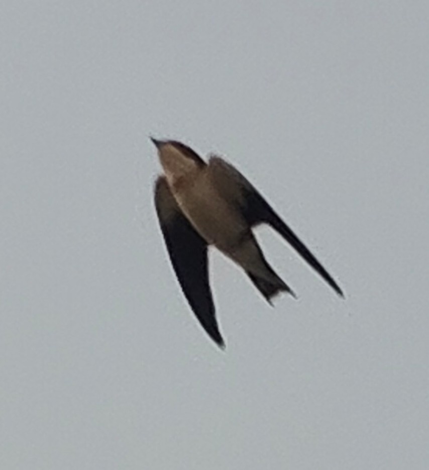 Wire-tailed Swallow - ML646341393