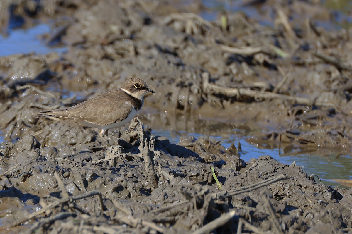 Little Ringed Plover (curonicus) - ML646341394