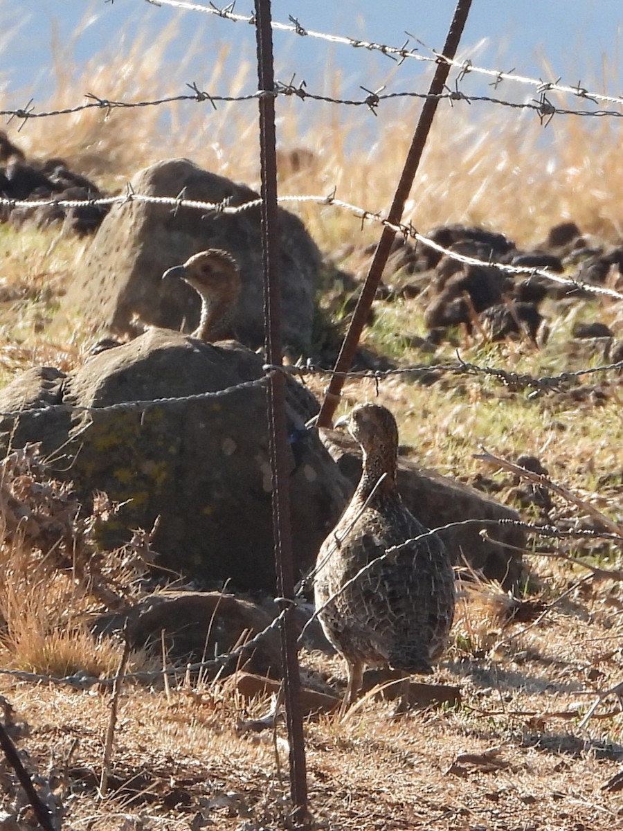 Gray-winged Francolin - ML646341396