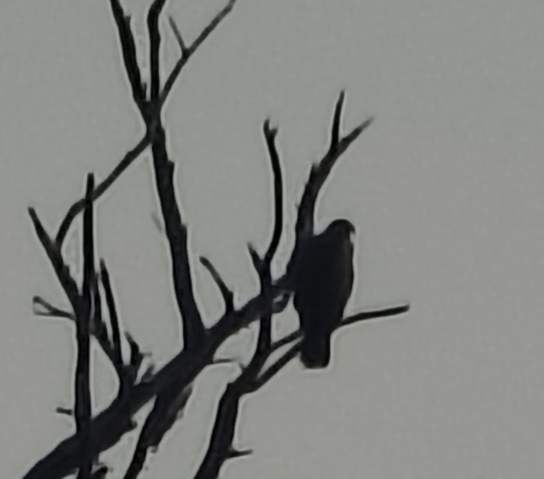 Steppe Eagle - ML646341398