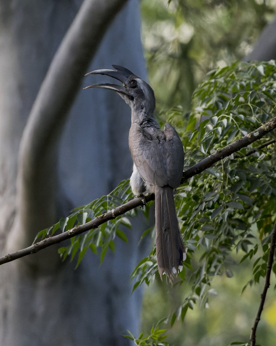 Indian Gray Hornbill - ML646341399