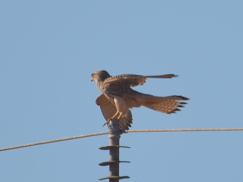 Eurasian Kestrel - ML646341400