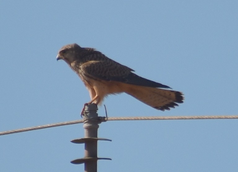 Eurasian Kestrel - ML646341401