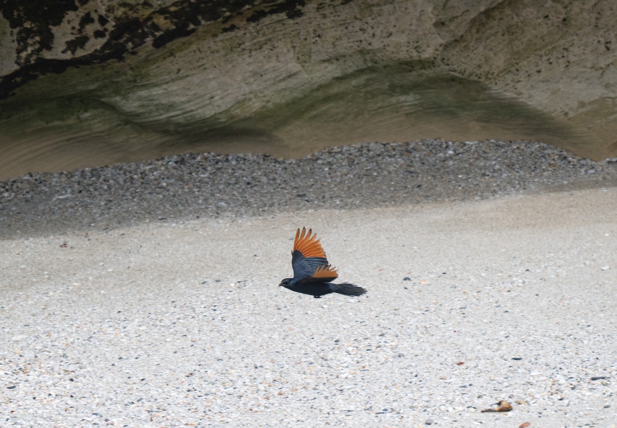 Red-winged Starling - ML646341403