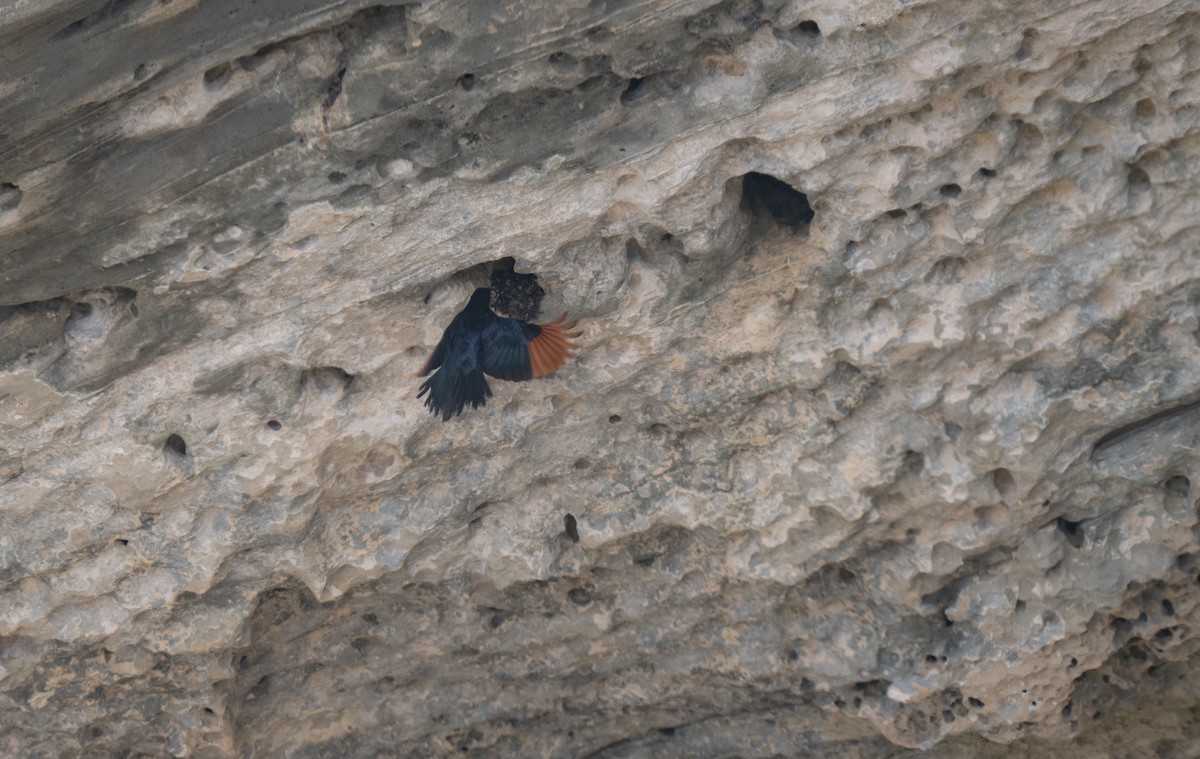 Red-winged Starling - ML646341404